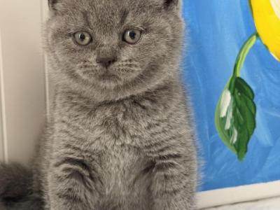 Bella - British Shorthair - Gallery Photo #1