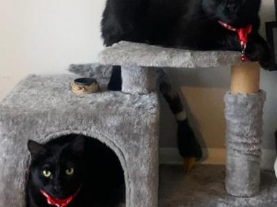 Waffles & Binx - Bombay - Gallery Photo #1