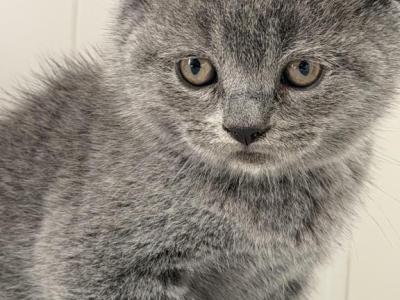 Yoyo - Scottish Fold - Gallery Photo #1