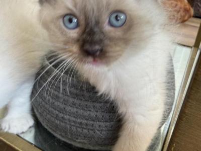 Big Boy Ragdoll M Chocolate Socked And Mitted - Ragdoll - Gallery Photo #1