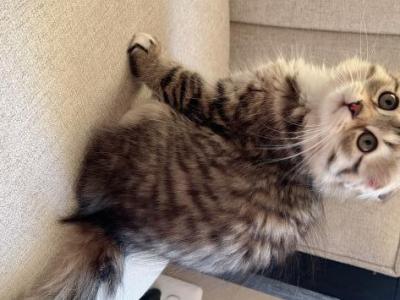 Darya - Scottish Fold - Gallery Photo #1