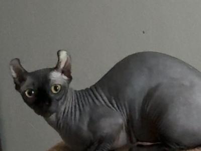 Dwelf Sphynx - Bambino - Gallery Photo #1
