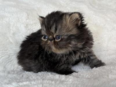 Brown Tabby Male - Persian - Gallery Photo #1