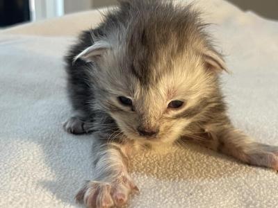 George Meowington - Maine Coon - Gallery Photo #1