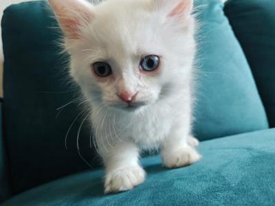 Little Foot - Munchkin - Gallery Photo #1
