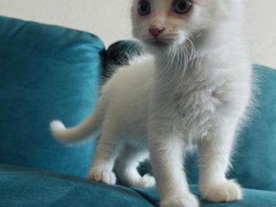 Big Foot - Domestic - Gallery Photo #1