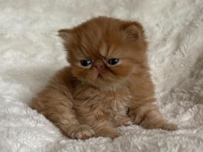 Red Tabby Male Persian& Exotic Lines - Persian - Gallery Photo #1