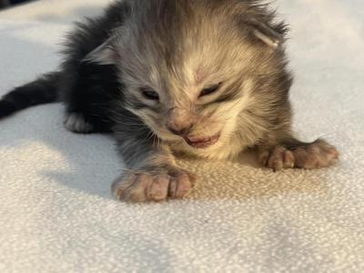Marika - Maine Coon - Gallery Photo #1