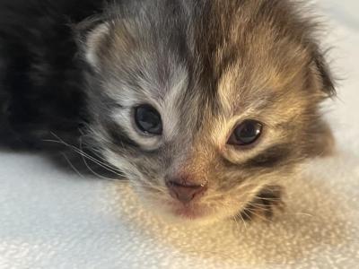 John Catoms - Maine Coon - Gallery Photo #1