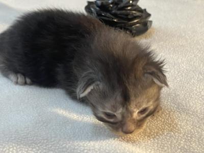 Martha Meowington - Maine Coon - Gallery Photo #1