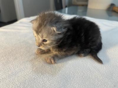 Thomas Caterson - Maine Coon - Gallery Photo #1