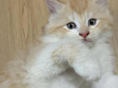 Quasi - Maine Coon - Gallery Photo #1