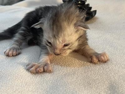 Susan B Meowthony - Maine Coon - Gallery Photo #1