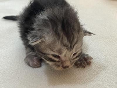 John Henry - Maine Coon - Gallery Photo #1