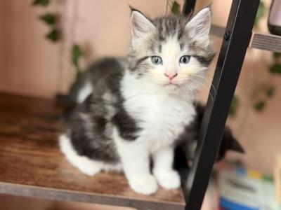 Saber - Maine Coon - Gallery Photo #1