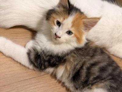 Pinto - Maine Coon - Gallery Photo #1