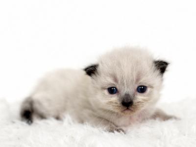 Maxx - Ragdoll - Gallery Photo #1