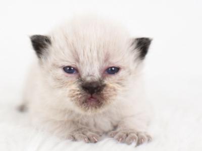 Benny - Ragdoll - Gallery Photo #1
