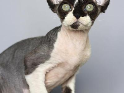 Boston - Devon Rex - Gallery Photo #1