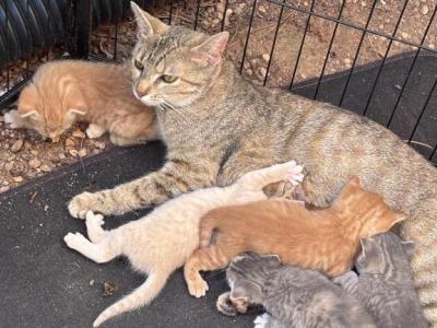5 Kitties Available For Sale - American Shorthair - Gallery Photo #1