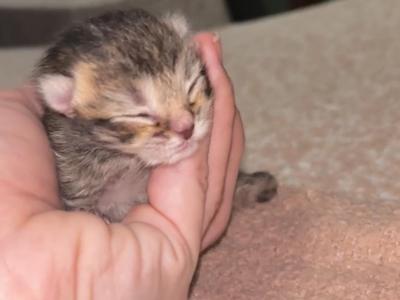 Baby 3 - Scottish Fold - Gallery Photo #1