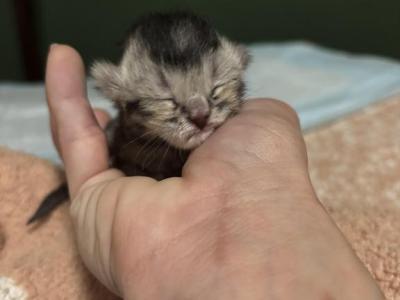 Baby 6 - Scottish Fold - Gallery Photo #1