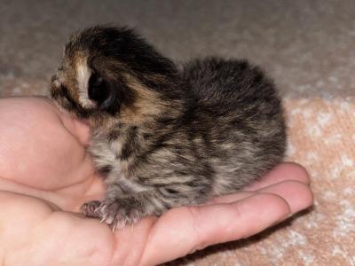 Baby 1 - Scottish Fold - Gallery Photo #1