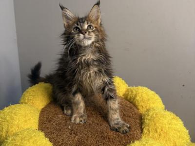 Cookie - Maine Coon - Gallery Photo #1