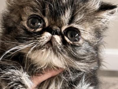 Brown Tabby Boy - Persian - Gallery Photo #1