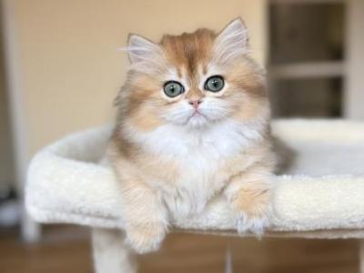 Irene - British Shorthair - Gallery Photo #1