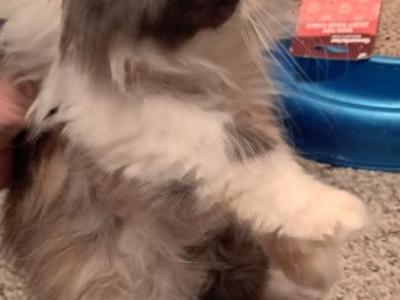 Minie - Persian - Gallery Photo #1