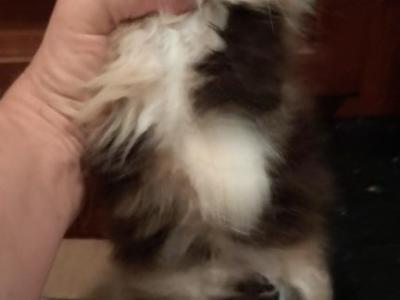 Spice - Persian - Gallery Photo #1