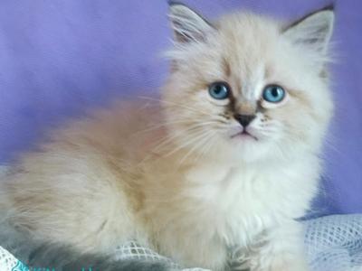 Estella - Siberian - Gallery Photo #1