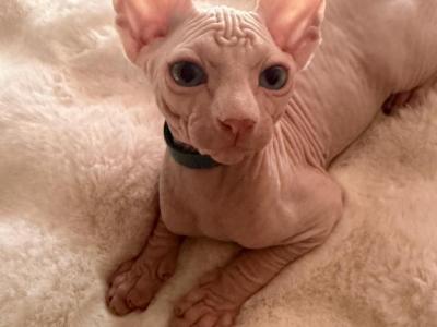 Love - Sphynx - Gallery Photo #1