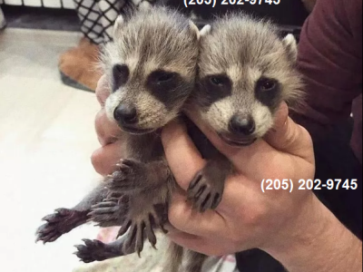 Racoons - Domestic - Gallery Photo #1