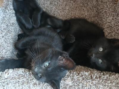 Black Kittens - Domestic - Gallery Photo #1