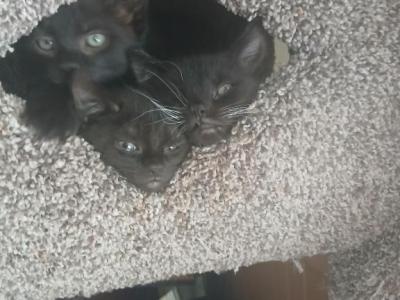 All Black Kittens - Domestic - Gallery Photo #1