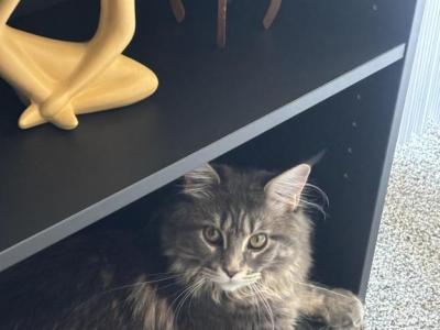 Lacey - Maine Coon - Gallery Photo #1