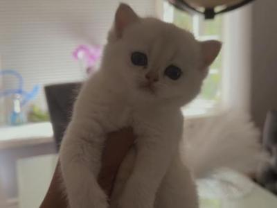 Scottish Female A - Scottish Fold - Gallery Photo #1