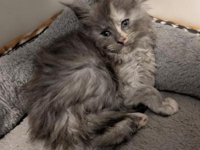 Bubbles - Maine Coon - Gallery Photo #1