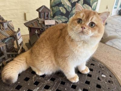 British Shorthair Golden Male - British Shorthair - Gallery Photo #1