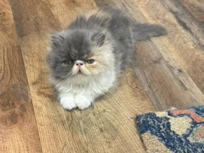 Persian - Persian - Gallery Photo #1