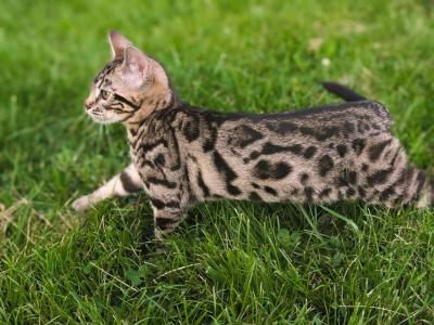 Raiden - Bengal - Gallery Photo #1