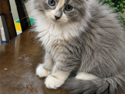 European Maine Coons - Maine Coon - Gallery Photo #1