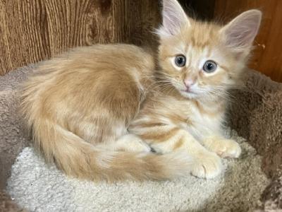 Surprise - Norwegian Forest - Gallery Photo #1