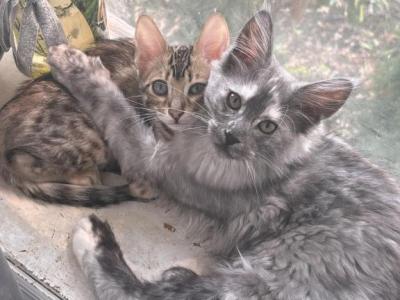 Maple - Maine Coon - Gallery Photo #1