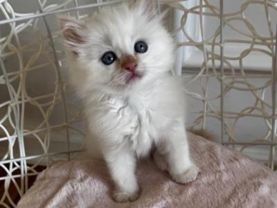 Torch - Ragdoll - Gallery Photo #1