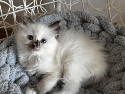 Cinder - Ragdoll - Gallery Photo #1