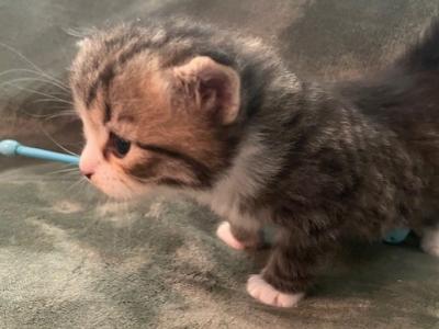 Name Furminator Boy - Siberian - Gallery Photo #1