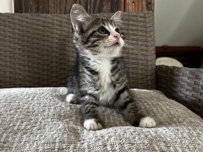 Poppy - Siberian - Gallery Photo #1